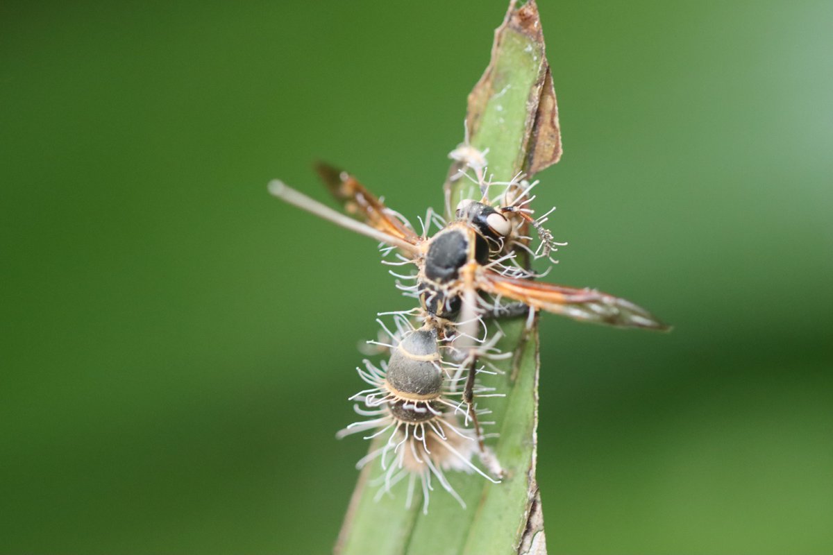 flygirlNHM's tweet photo. In death there is life

Here's a Cordyceps (fungi) which had hijacked the brain &amp; muscles of the wasp, made it climb to a high point of this leaf where it has wrapped around it &amp; died. The fruiting bodies have exploded from the poor creature and are spread the spores #Honduras23 https://t.co/7pkOG2wB1I