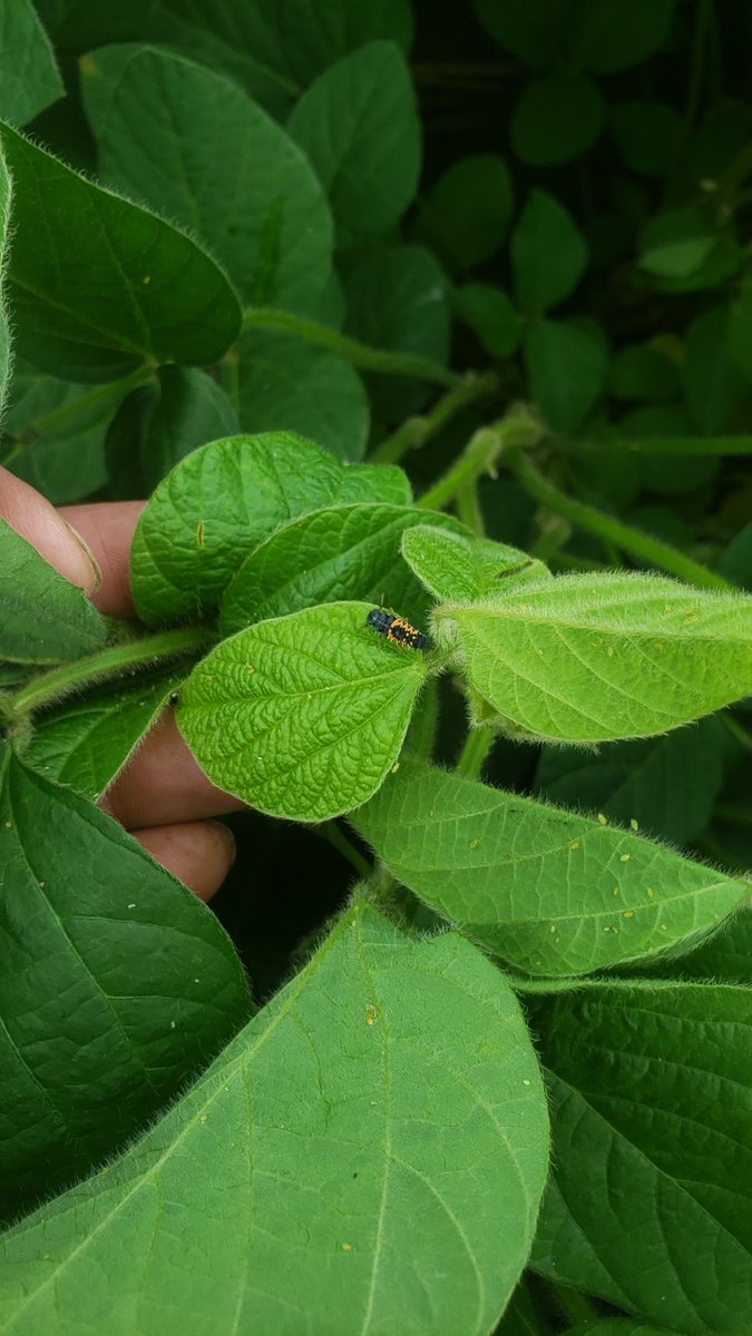 crop_dr's tweet image. Ladybug larva munching on soy aphids!  #soys