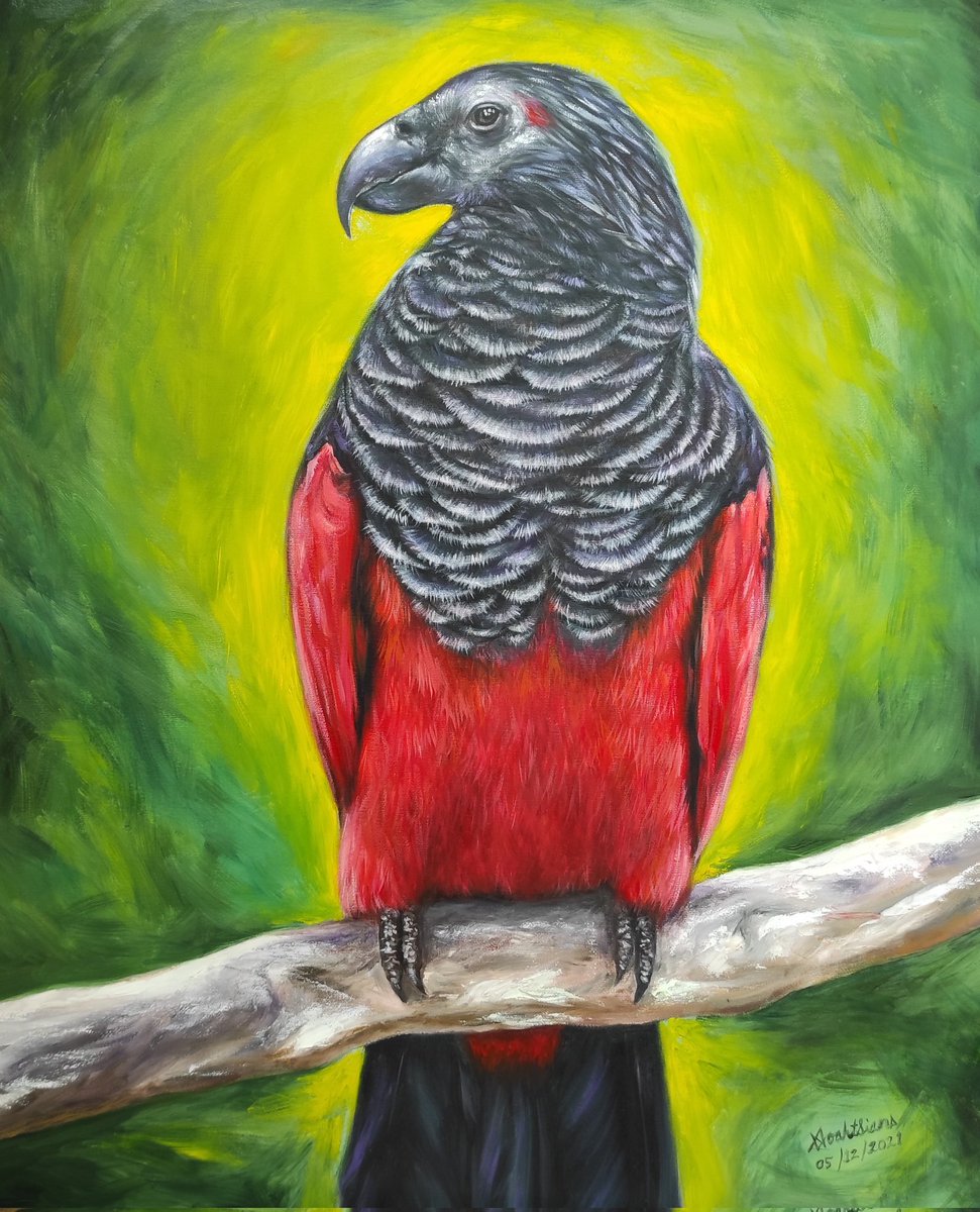 Dracula parrot ( Pesquest's parrot ) 
Oil on Canvas painting. 

#Draculaparrot #Pesquetsparrot #parrot #oiloncanvaspainting #painting #drawing #artwork #sketching #artcollector #artlover