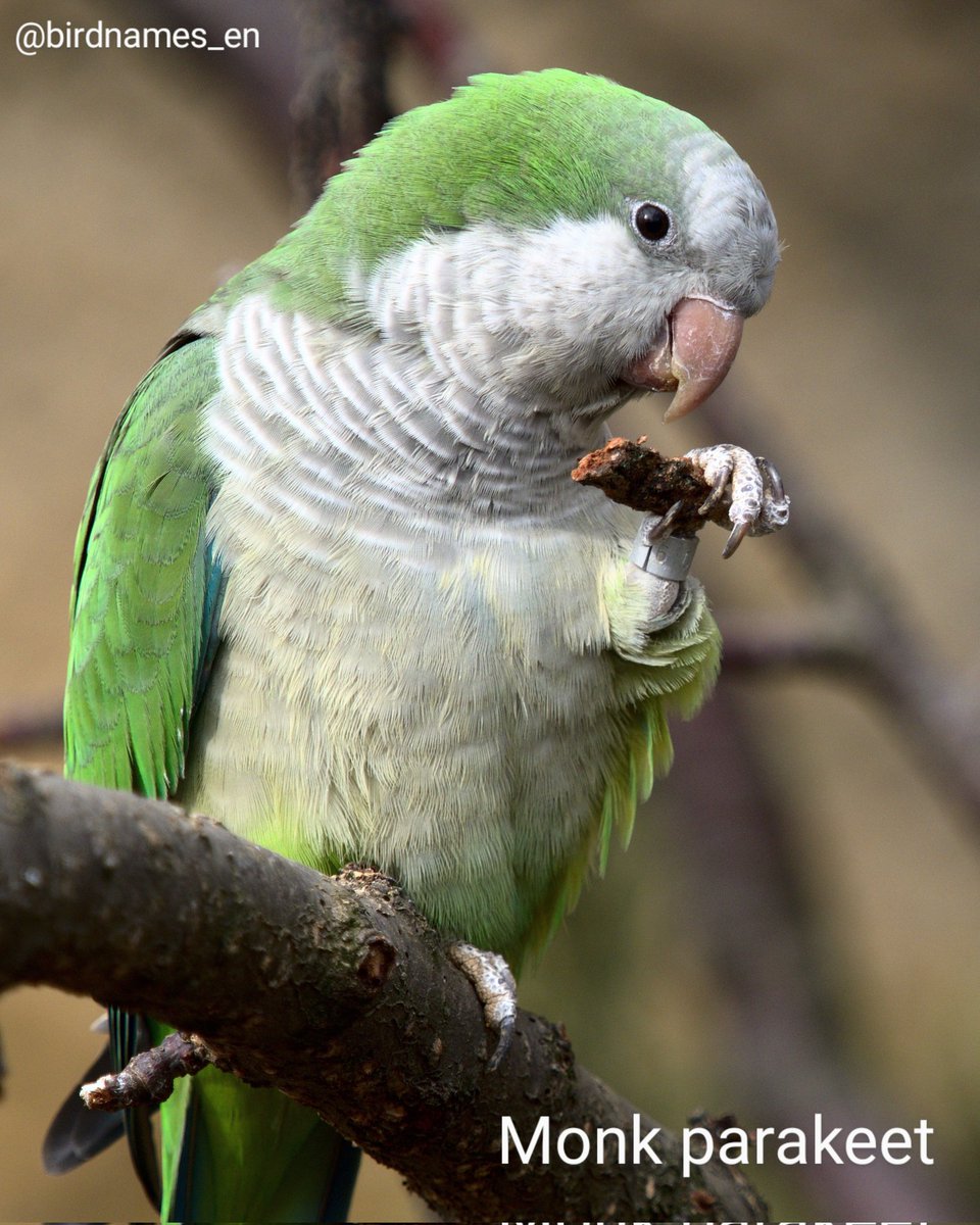 Monk parakeet 🌎 #SouthAmericanbirds | #English #birdnames #birds🦜