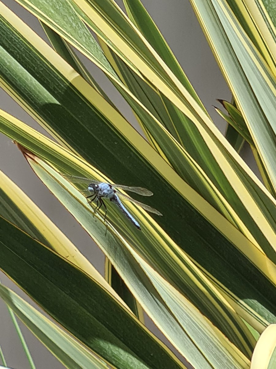 Very colourful local wildlife in #crete I've never seen such beautiful coloured dragonflies. For some reason, we don't get them in South London 🤷‍♀️

#dragonfly #nature #summer #insects #biology