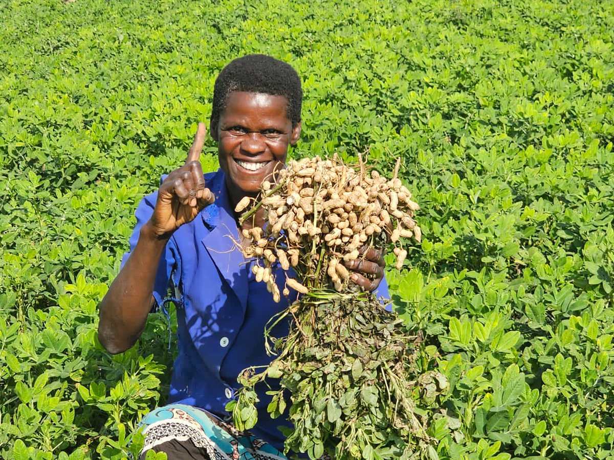 gnuts_NaSARRI's tweet photo. Finally, Redbeauty has a competitor 
@8TechConsults @narouganda @MAAIF_Uganda @AvisaProject @FtFPeanutLab @naroholdings @NARO_NaCRRI @PSF_Uganda @GREATAgResearch @agribusinesszw @voice_of_teso @CIMMYT @kodnate https://t.co/wHBdMKIygK