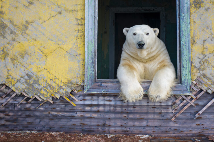 The world famous Wildlife Photographer of the Year exhibition is at @DorsetMuseum until 29th October  Also enjoy free, unguided art and craft activities throughout the summer holidays as well as a fun trail  dorsetmuseum.org/event/wildlife…