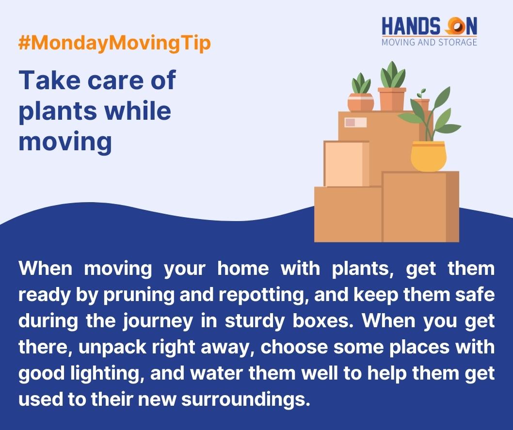 handsonmoving's tweet image. Take care of plants while moving 
#MondayMovingTips #ProfessionalMoving #PackingServices