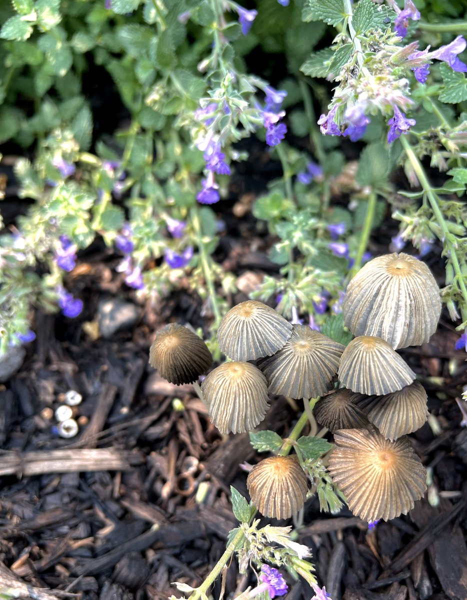 Art__Smart's tweet image. My 🍄love is growing.  After the rain I went on an expedition…@DrHydrogenHC @LauraK_PBwriter