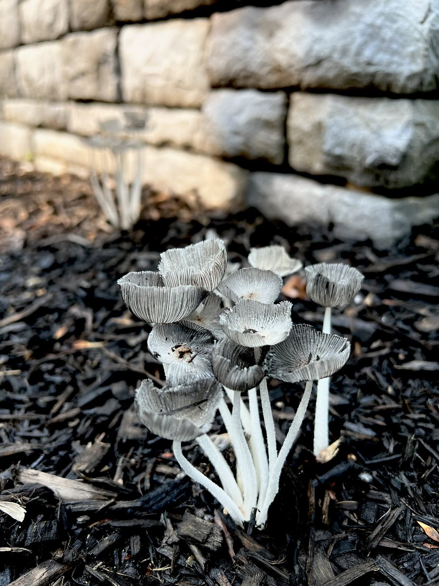 Art__Smart's tweet image. My 🍄love is growing.  After the rain I went on an expedition…@DrHydrogenHC @LauraK_PBwriter