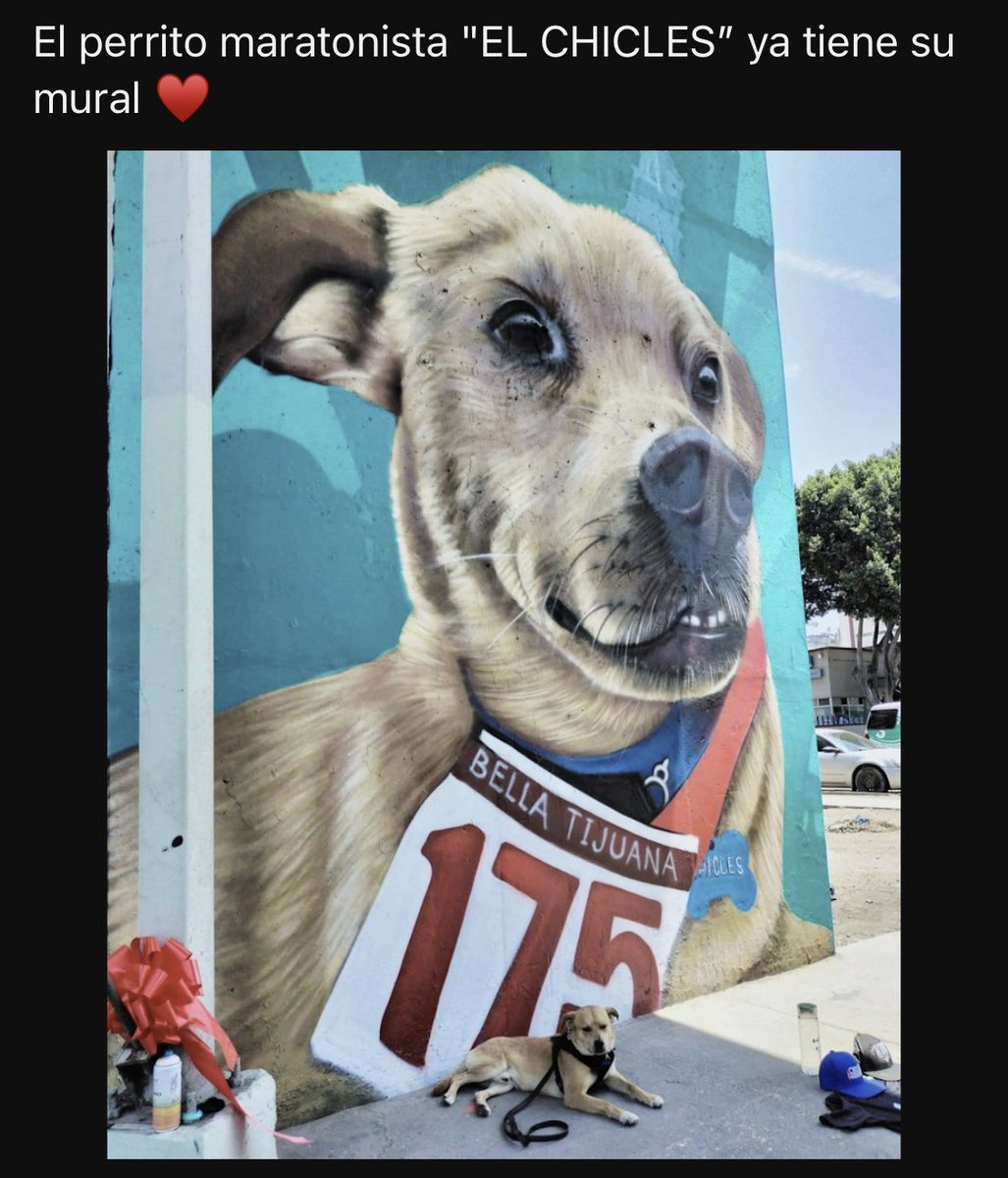 alejand02633379's tweet photo. #AdoptaNoCompres #NoAlMaltratoAnimal #ElChicles #Tijuana 💙🐶💙🙏🥰 https://t.co/Eh4KS8OL5P