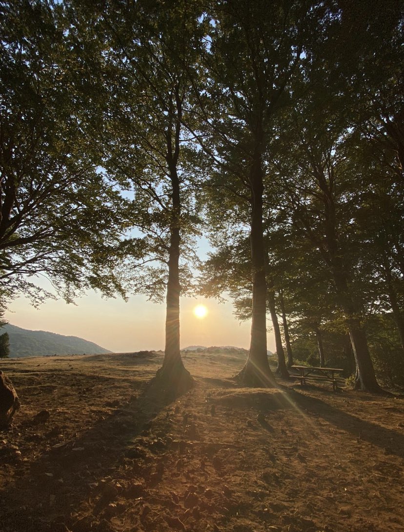 parcotaburno's tweet photo. ☀️In questi giorni di mezza estate, nei nostri boschi 🌳🌲abbiamo fatto il pieno di aria condizionata. 
⛰️Venite a trovarci🥾 https://t.co/cTAsFbEEQ0