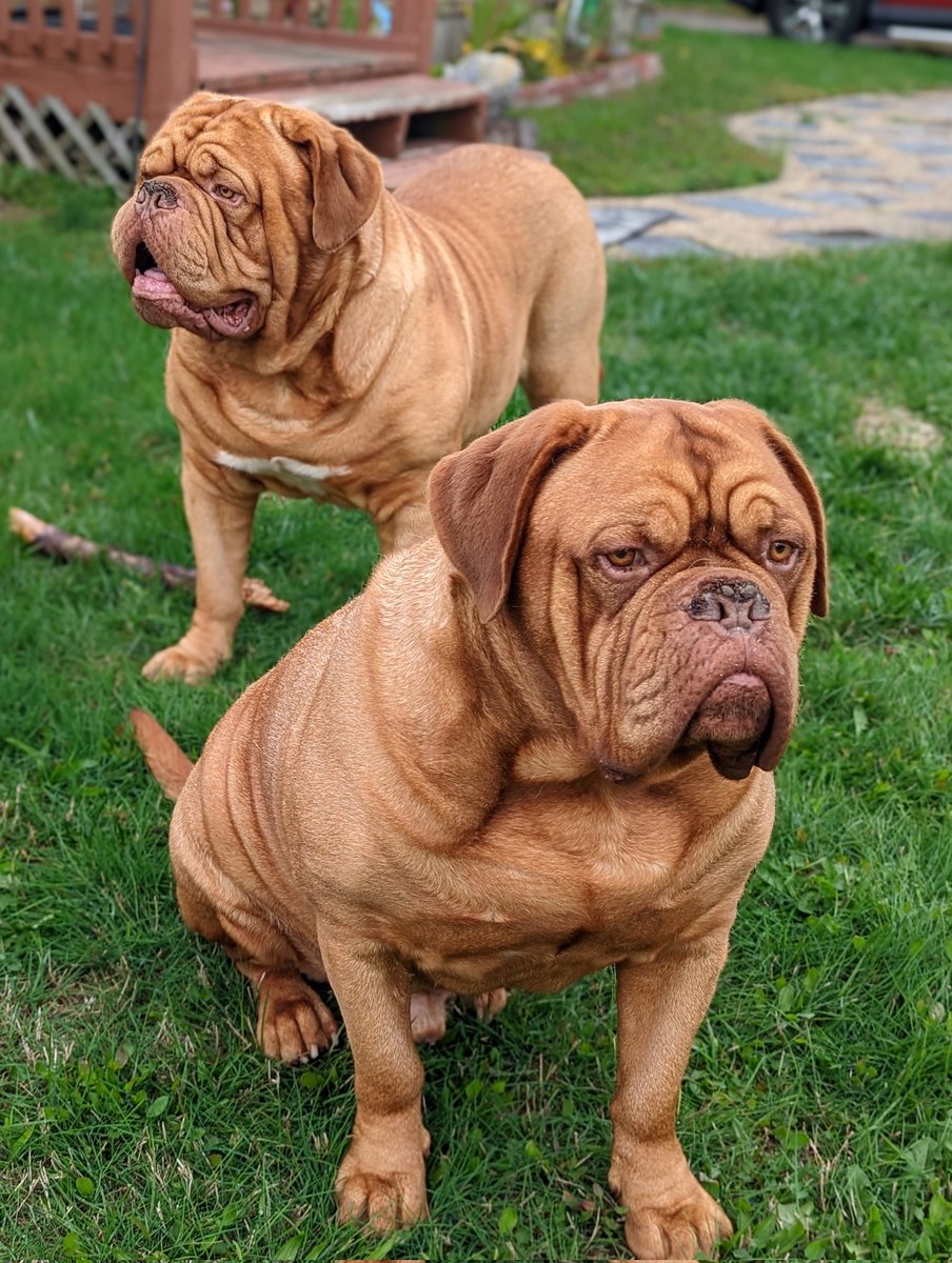 mafia_mastiff's tweet image. The Mastiff Mafia Sir Bubbalicious and Oscar Da Luva keeping me company while fiddling around the yard. Sorry to the Amazon driver who the boys greeted with slight aggression 😂 You definitely deserve a raise. 😂 Keep Shining my friends 😎✌️🐾🇺🇸🐾
#PuppyPower @SeanSean252
