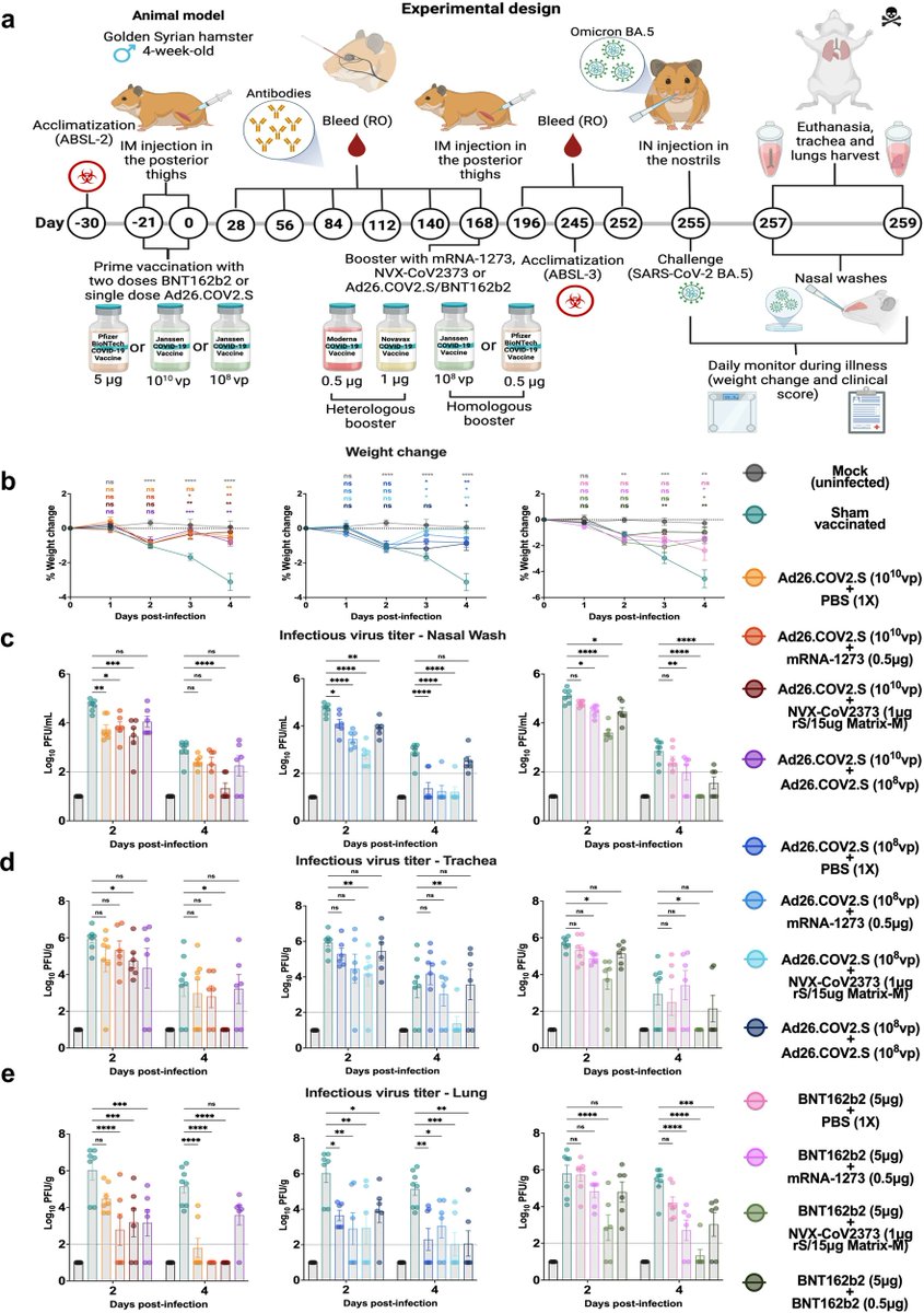 William Marciel de Souza (@wmarciels) on Twitter photo At <a href="/NatureComms/">Nature Communications</a>, we showed the kinetics of the humoral response to homologous or heterologous COVID-19 vaccines in Syrian hamsters for up to 9 months.💉🦠🐹
Led by Rafael Machado and a great team!!! <a href="/utmbhealth/">UTMB Health</a> <a href="/UTMB_WRCEVA/">UTMB World Reference Center for Emerging Viruses</a>
Available on: doi.org/10.1038/s41467… At <a href="/NatureComms/">Nature Communications</a>, we showed the kinetics of the humoral response to homologous or heterologous COVID-19 vaccines in Syrian hamsters for up to 9 months.💉🦠🐹
Led by Rafael Machado and a great team!!! <a href="/utmbhealth/">UTMB Health</a> <a href="/UTMB_WRCEVA/">UTMB World Reference Center for Emerging Viruses</a>
Available on: doi.org/10.1038/s41467…