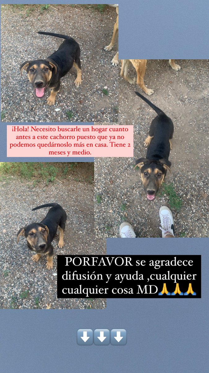 Mariaadh__'s tweet photo. Porfavor máxima difusión, necesito buscarle un hogar porque no puedo quedármelo más 🙏 https://t.co/huNGT2Ycal