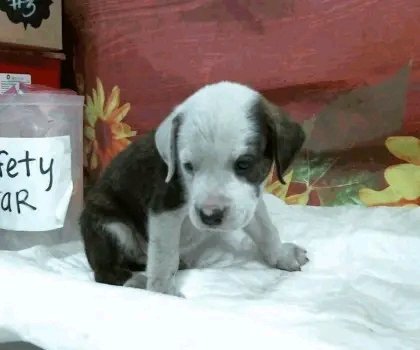 WelcomeHom4591's tweet image. 🆘 On the euthanasia list TUESDAY 7/18🆘

⏰ This sweet mom and pup need a hold not later than 1 pm or they will be euthanized 🥺We need pledges and a local foster for a rescue to help.💰🏡 

💕🐶 Reba- ID# A1888620
7/14 Stray / Female / Staffie Mix / 6Y / 62 lbs / HW+