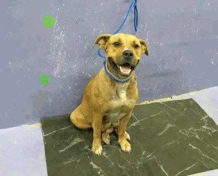 WelcomeHom4591's tweet image. 🆘 On the euthanasia list TUESDAY 7/18🆘

⏰ This sweet mom and pup need a hold not later than 1 pm or they will be euthanized 🥺We need pledges and a local foster for a rescue to help.💰🏡 

💕🐶 Reba- ID# A1888620
7/14 Stray / Female / Staffie Mix / 6Y / 62 lbs / HW+