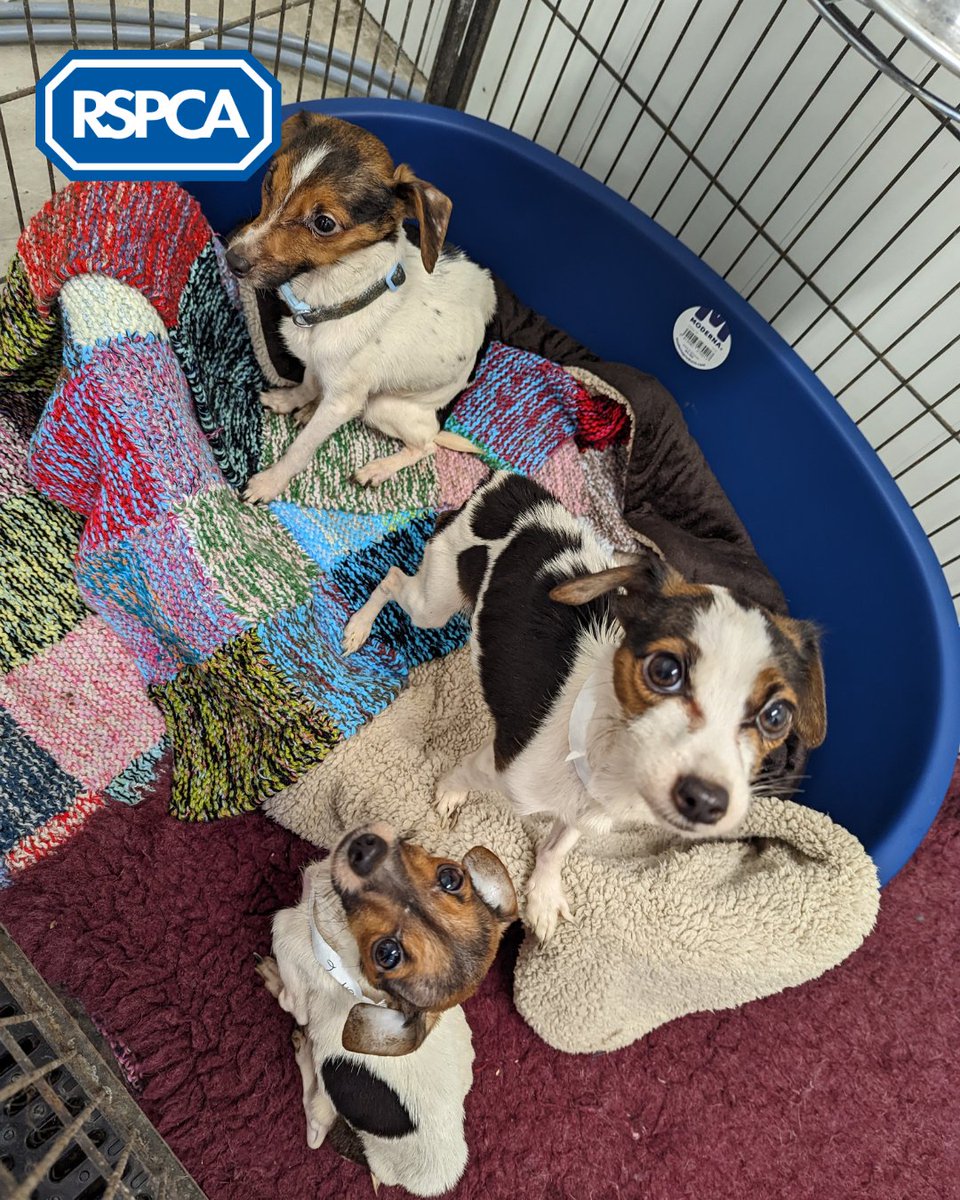 RSPCA_official tweet picture