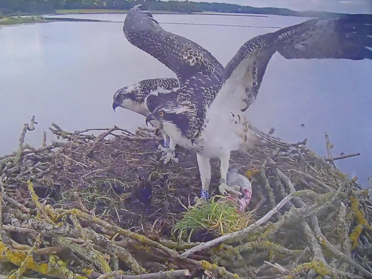 Fifth trip up to @RutlandWaterNR in eight days. 33 doing the business again with an absolute monster trout delivery about 6.30pm #ospreys @rutlandospreys