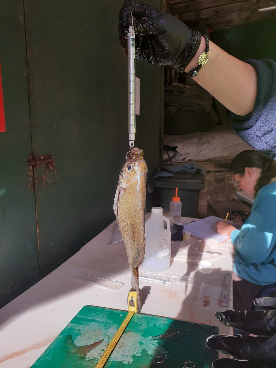 PitcairnMPA's tweet photo. Part 3. Lenght and weight are also looked at. All this to get an idea of the local fish population and to determine their stage in life, and to find out more about their reproductive proces! #OperationRedFish #BlueBeltProgramme #Pitcairn https://t.co/5AZIefeb2j
