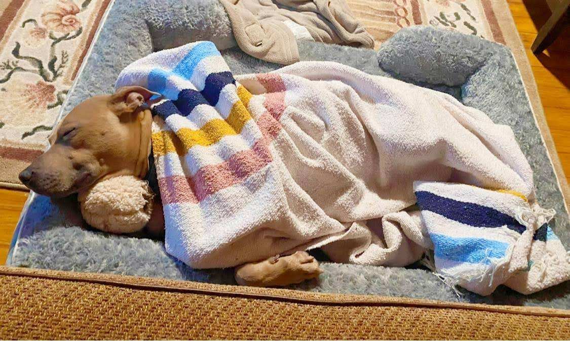 MontgomeryCo(MD)Fire (@mcfrs) on Twitter photo Meet THUNDER from <a href="/mcasac/">MoCo Animal Services & Adoption Center</a> who is lucky to be in a foster home waiting for his forever family. He is 6yo, loves going on hikes, swimming, snuggling under blankets..
He's the ultimate perfect #dog who's house trained, loves lounging (clearly) but is also game for adventure!
<a href="/mcfrs/">MontgomeryCo(MD)Fire</a> Meet THUNDER from <a href="/mcasac/">MoCo Animal Services & Adoption Center</a> who is lucky to be in a foster home waiting for his forever family. He is 6yo, loves going on hikes, swimming, snuggling under blankets..
He's the ultimate perfect #dog who's house trained, loves lounging (clearly) but is also game for adventure!
<a href="/mcfrs/">MontgomeryCo(MD)Fire</a>
