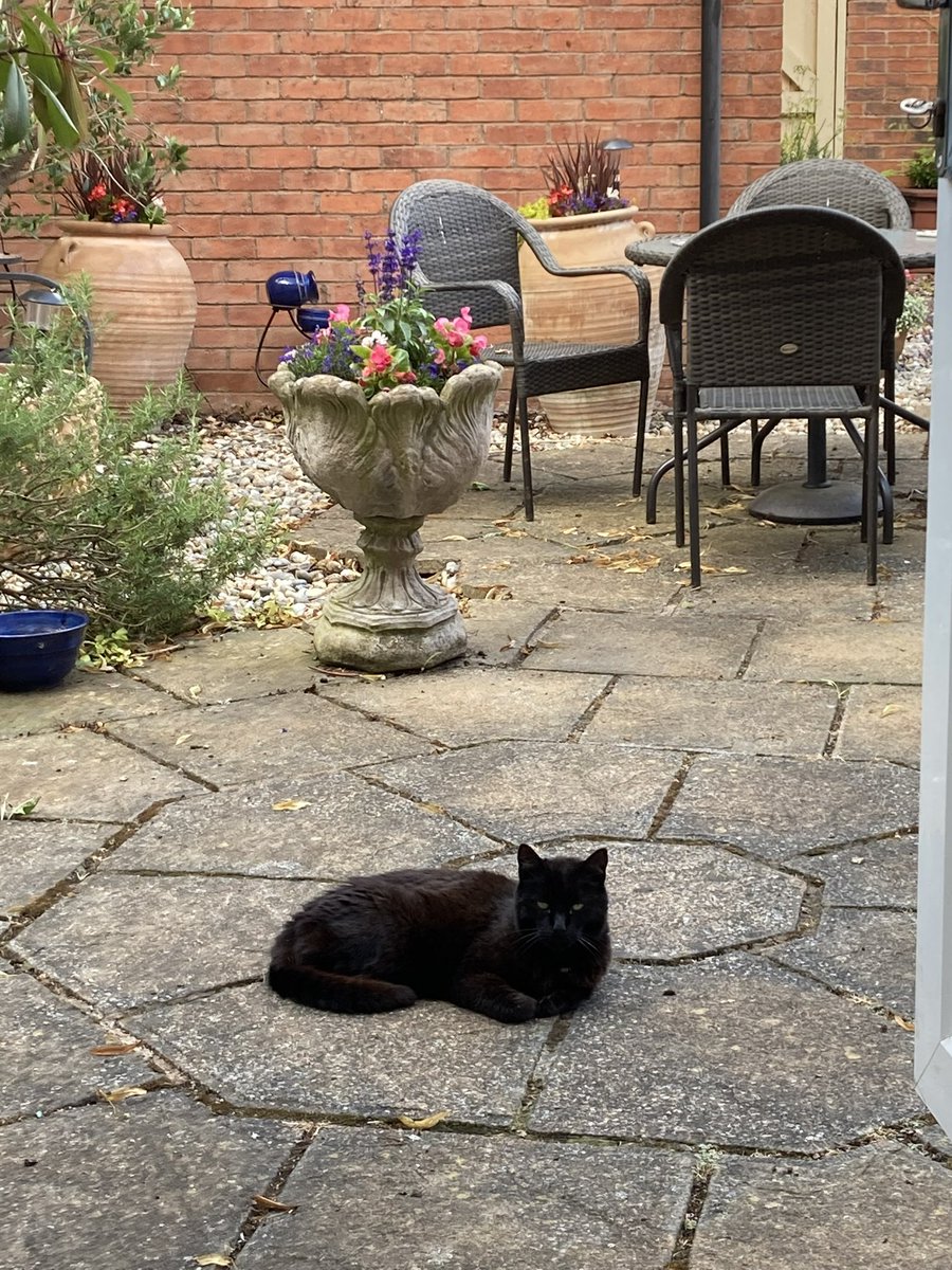 carolinesouthal's tweet photo. I had company today with the gorgeous Charlie 🐈⬛ in the garden. Managed 15 mins in the 🌞 before more rain this evening. 🤞He’s a lucky sign for today’s New Moon in Cancer. #thisisnotmycat https://t.co/TUd6kSvMlZ