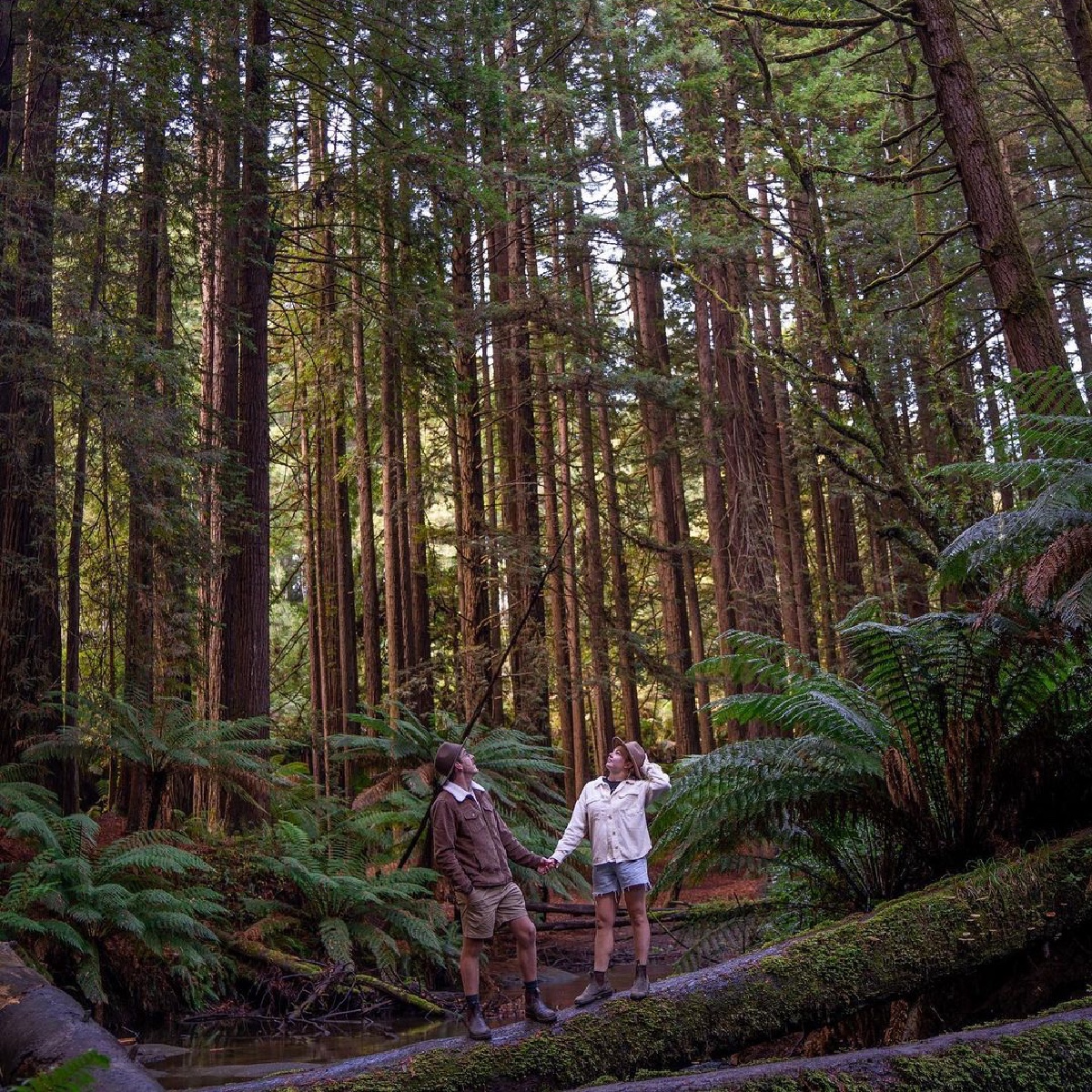 Magical mornings in #RedwoodForest ✨🌲 Captured here by IG/wanderingaus_adv, welcome to the magical wonderland of @Melbourne's #GreatOtwayNationalPark.  #seeaustralia #comeandsaygday