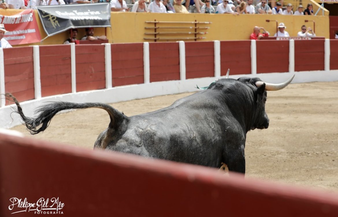 BurladeroJoveen's tweet photo. “Saltacancelas-46” de Los Maños, un bravo novillo de verdad en Ceret. Metiendo riñones y empujando de verdad en el caballo y luego cogiendo con codicia y transmisión la muleta. Una reata, que sigue sin fallar a la familia Marcuello. https://t.co/jrVK5393xe