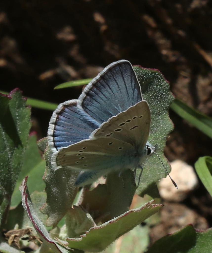 A few of todays highlights sent to us from our lucky group currently in northeast Turkey. Scenery &amp; flowers to die for and butterflies galore, including an aberrant Anatolian Zephyr Blue and Chelmos Blue.