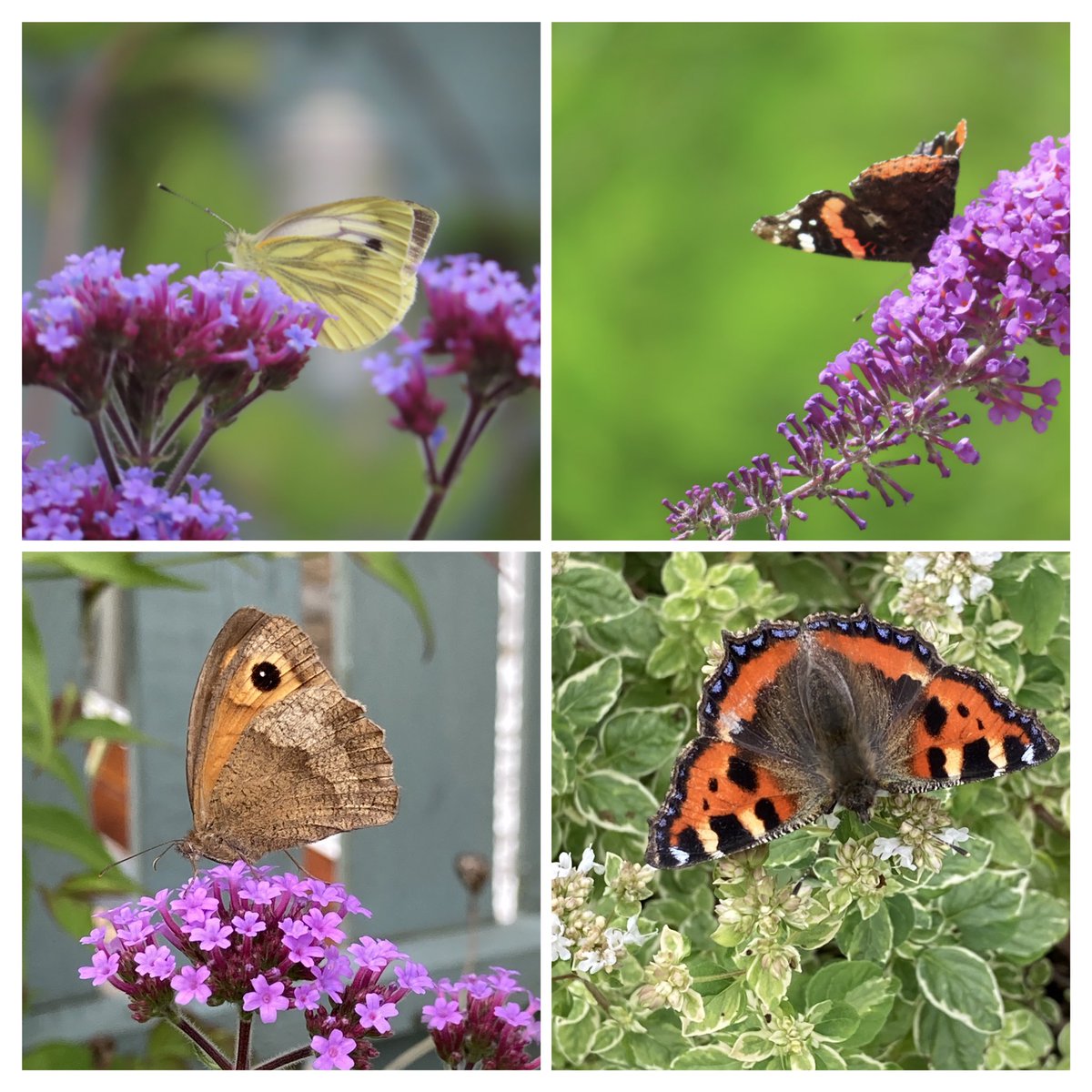 craig_ger's tweet image. Easily distracted from gardening work this week by the butterfly visitors . Top attractions seem to be verbena, oregano and buddleia   #GardensHour #gardensoftwitter