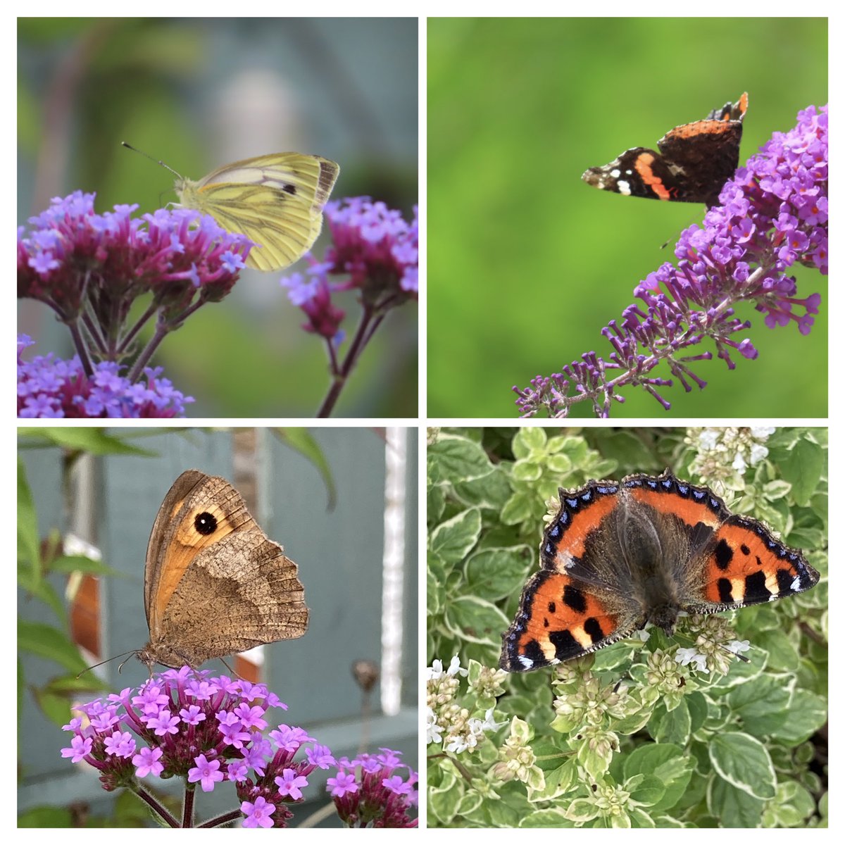Easily distracted from gardening work this week by the butterfly visitors . Top attractions seem to be verbena, oregano and buddleia   #GardensHour #gardensoftwitter