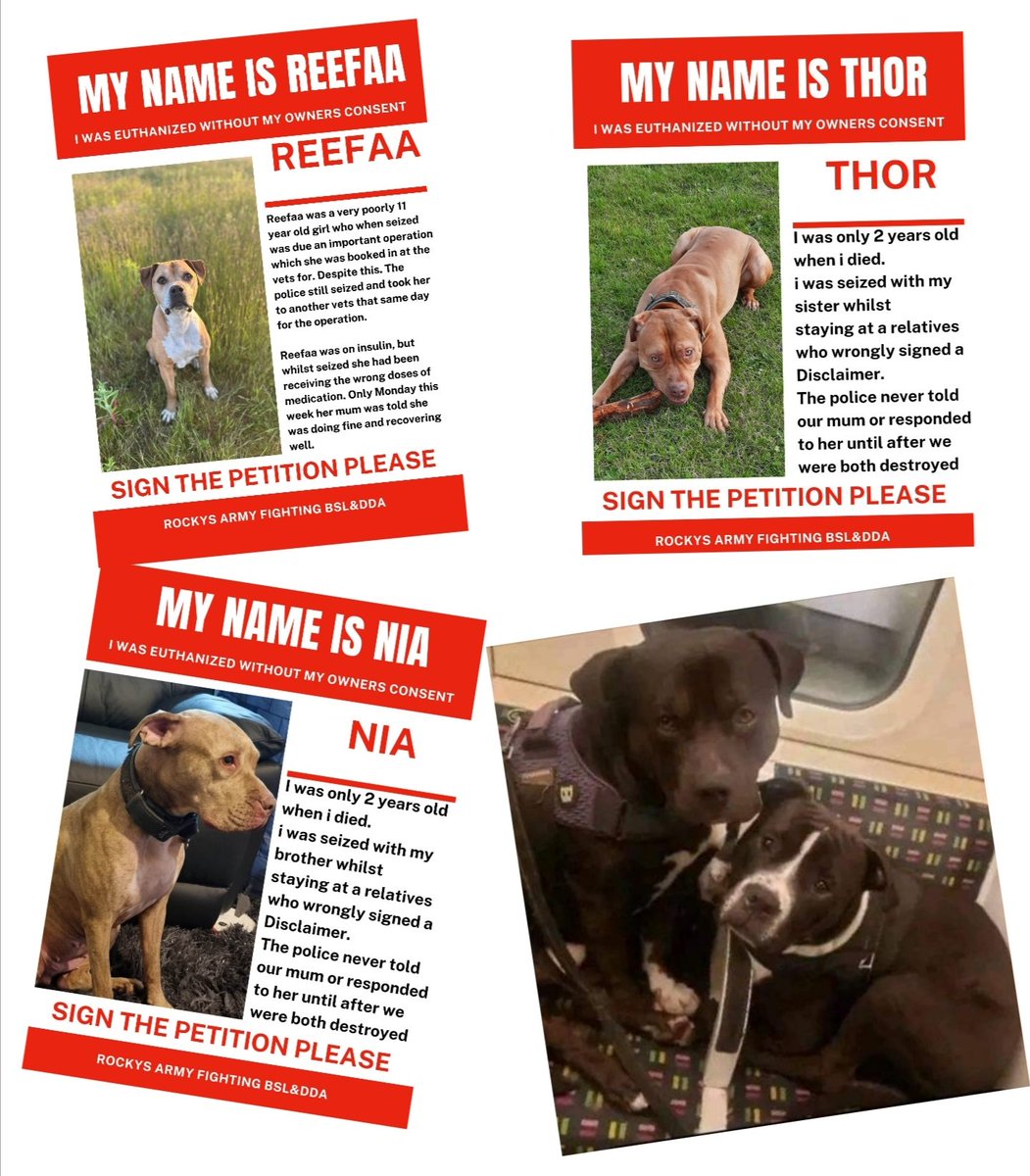 rockysarmyvbsl's tweet photo. Just over 9 thousands signatures 🙏🙏 keep sharing and asking everyone you know to sign.

Dogs have died unnecessarily in police approved kennels. Some never even reached that far.

Why in this day and age is animal welfare ignored by those in authority. 

THESE ARE JUST SOME of the 💔 stories and there is only one to change this law. Sign the petition at the bottom. 

In 2014. Twenty-two banned-breed dogs were seized on March 27th and put down within a matter of hours. In 2015 District Judge Andrew Shaw said: the dogs were UNLAWFULLY DESTROYED and the police had NO authority to kill them without the backing of a court order.

In 2017. Tyson a 10 month old pitbull was set on fire by police whilst being seized. Because officers used equipment they had not been fully trained in the use of. He was later put down. 

In 2018. An abandoned Caucasian Shepherd dog, dubbed ‘Angel’, was shot dead when she was left tethered to a pole, prompting national outrage.

In 2021. Nia and Thor two suspected pitbulls were destroyed after a relative wrongly signed paperwork to surrender ownership. They were only 2 years old.

In 2021. Desel the 3 year old Akita was rushed from police approved kennels to a vet and euthanised as nothing could be done to save him. It took the police 6 days to inform his family 

In 2022. Lucy the 5 year old Great Dane was found dead in police approved kennels. Her family were not even told until almost 4 weeks later and have never had an explanation of why it happened. 

In 2023. Esco a 3 year old XL Bully was retaken from his police approved kennels to a vet for the 2nd time and euthanised because he was in so much pain. It took the police 7 days to tell his family. 

In 2023. Marshall and Millions were shot dead. Again prompting national outrage. 

In 2023. Reefaa n 11 year old and poorly dog in need of an emergency operation and on insulin was still seized and held in kennels. Over a couple of days she started to decline and was rushed to an emergency vets who said no more could be done to save her. She was put to sleep without her family being notified until later that day. 

These are just a few of the horror stories of dogs needlessly dying because the dangerous dogs act is so badly written with very little guidance on instruction for the police or because of poor police training in equipment they are issued. 

TIME FOR CHANGE 
TIME TO BE THEIR VOICE
TIME FOR THEIR JUSTICE

#rockysarmy #EndBSL #dangerousdogsact 

Remember each email address can be used twice and you must click the verify in the email you receive or it won't count 

Remember each email address can be used twice and you must click the verify in the email you receive or it won't count 

SIGN THE PETITION TO CREATE NEW REQUIREMENTS for dogs held under the Dangerous Dogs Act.

https://t.co/M8BCirUn0x