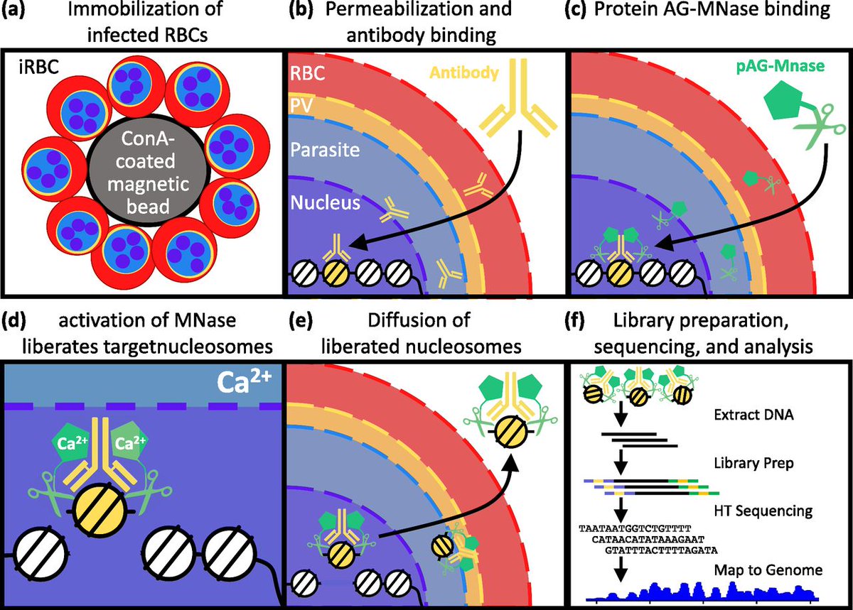 Article featured in LSA's Microbiology Collection: 
Genome-wide Profiling of Histone Modifications in Plasmodium falciparum using CUT&amp;RUN
<a href="/WeillCornell/">Weill Cornell Medicine</a> <a href="/KafsackLab/">Björn F.C. Kafsack</a> <a href="/Riward/">Riward Campelo</a>
life-science-alliance.org/content/6/1/e2…