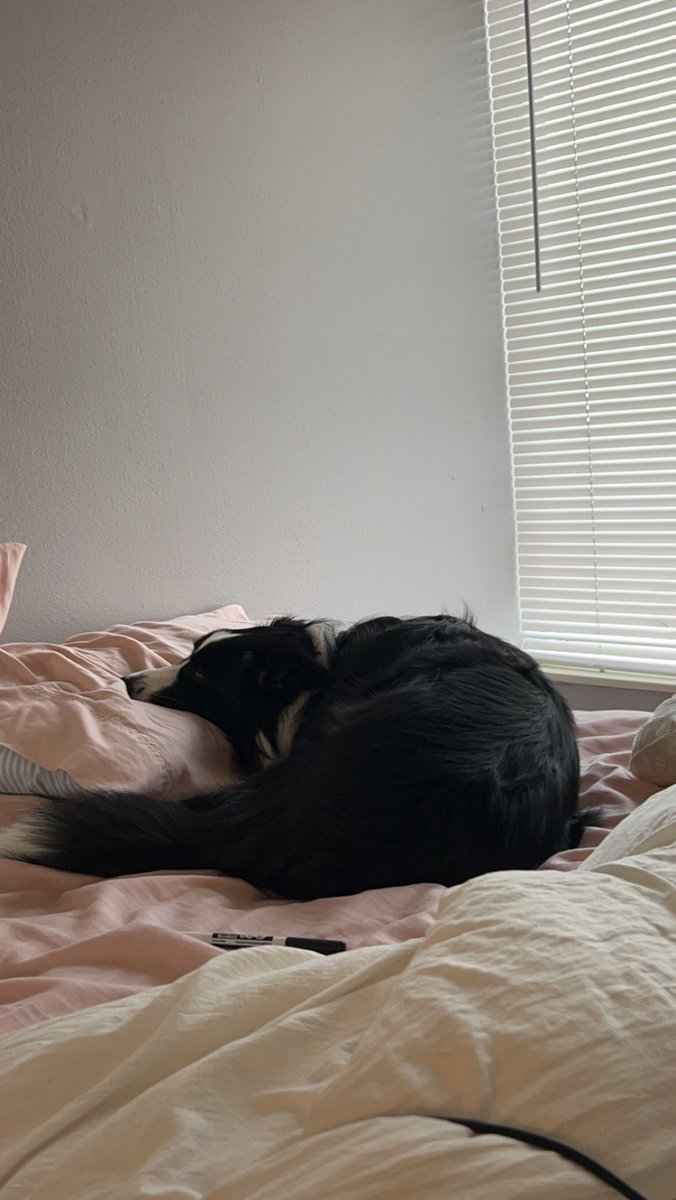 It is the day of birthdays. Connor Bedard turns 18, @JoshEricksonMSP turns 21, and my border collie Val turns 3.
That third one’s really winning out my excitement. https://t.co/yrL2ZCnXgE