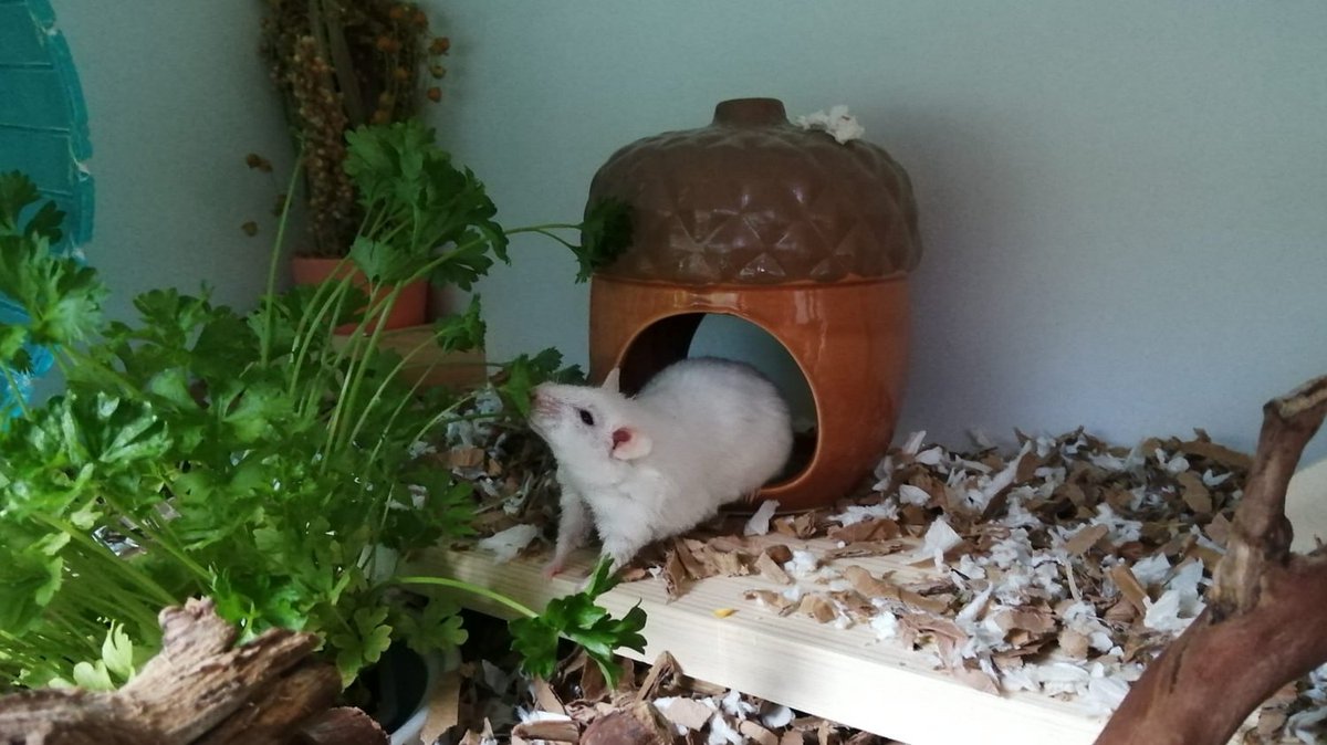 A very happy multimammate enjoying fresh food 🐁