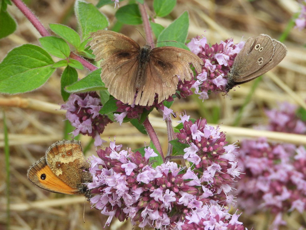 Mightychub's tweet photo. It is that time of year when I make a plea to make room in the garden, herb garden, patio pot, window box or yard for #majoram. Butterflies, Moths, #Pollinators of all forms are drawn to its flowers. Give it a go & watch them arrive. https://t.co/ArkJRz4KU5
