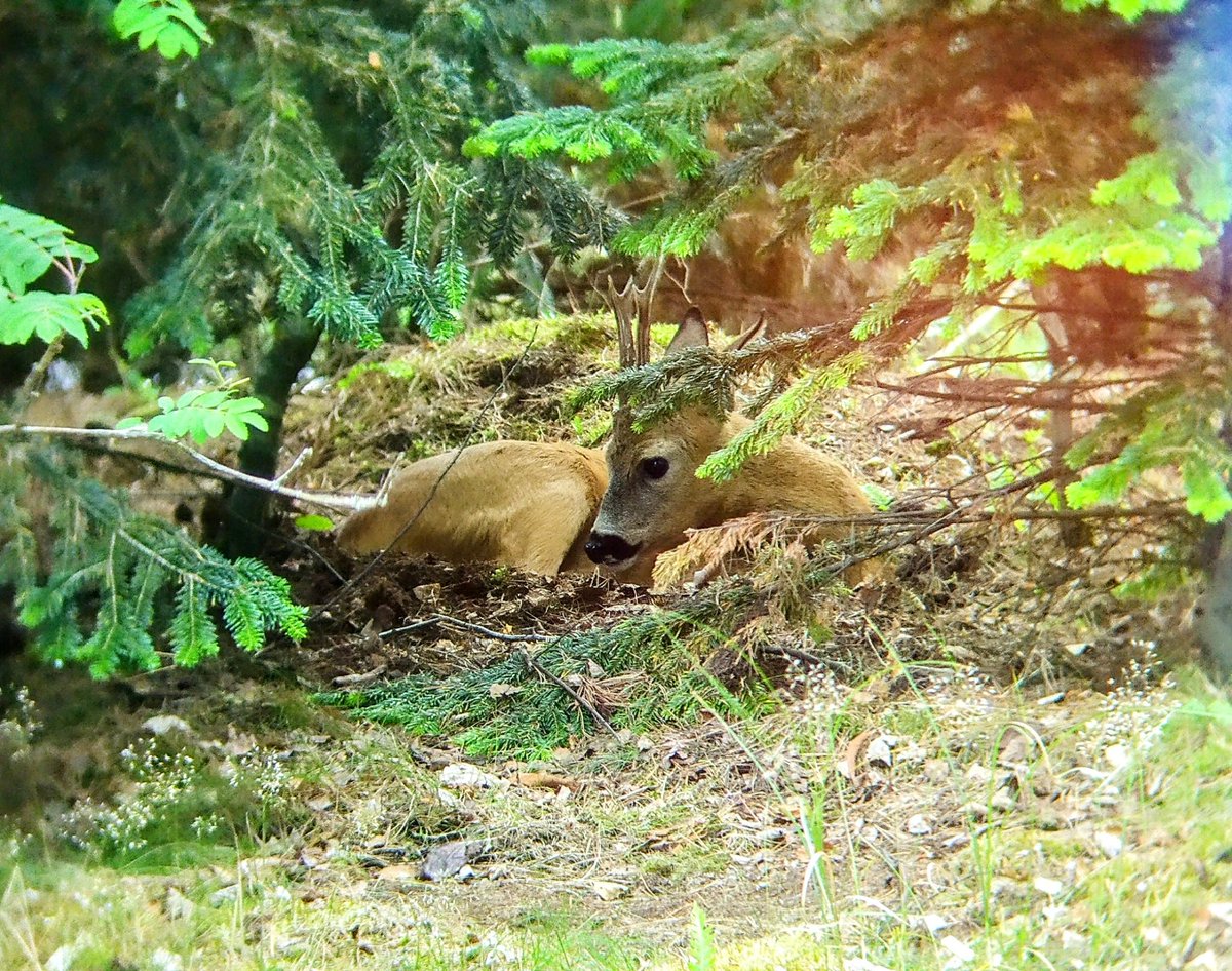 Deer in our yard. Taken with my phone through binoculars...