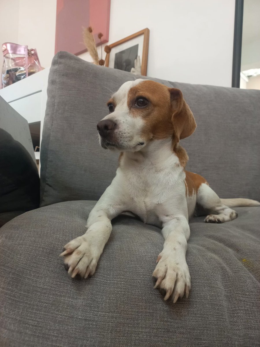 carolhsolis's tweet photo. Plebs, necesito su ayuda machin.
Encontramos esta perrita en San Pedro, NL.
Estoy segura que es de casa. Es tranquila, nunca ladró, muy entendida. 
El pedo es que estaba sola y son collar.
Está en resguardo, pero urge encontrar a su familia. Está tristona.
Plis RT https://t.co/71deIWnEKE