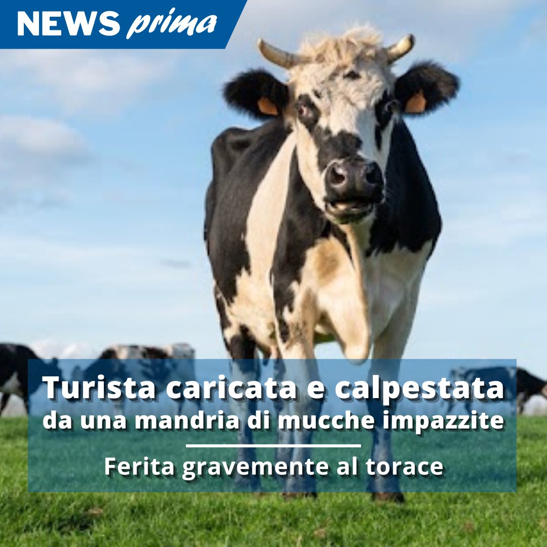 LEGGI: newsprima.it/cronaca/turist…

#mucca #mucche #bolzano #alpedisiusi #siusi #alpi #montagna