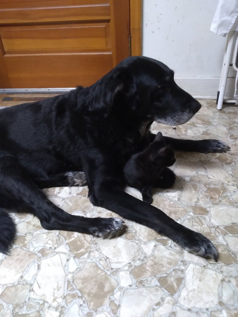 Albert has made a new friend. #dogs