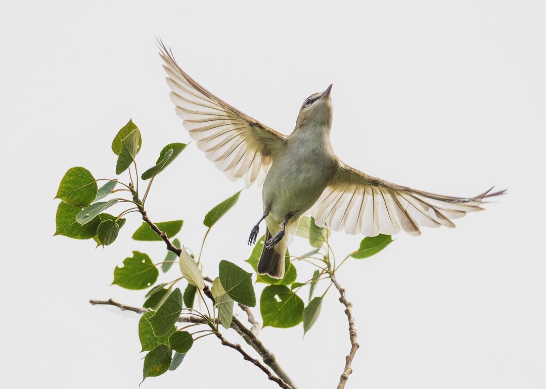 Go birding! Sir Winston Churchill Provincial Park, a birdwatching hotspot in northern Alberta, provides habitat for more than 230 bird species. Prepare your binoculars, fine-tune your bird calls and visit the link below to plan your visit!

📸: #ABParksAmbassador @dragons_snaps