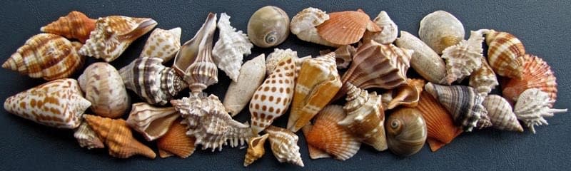 UncleIrohTweets's tweet photo. Look at these magnificent shells! I'll enjoy these keepsakes for years to come. https://t.co/G7CjRusCi7