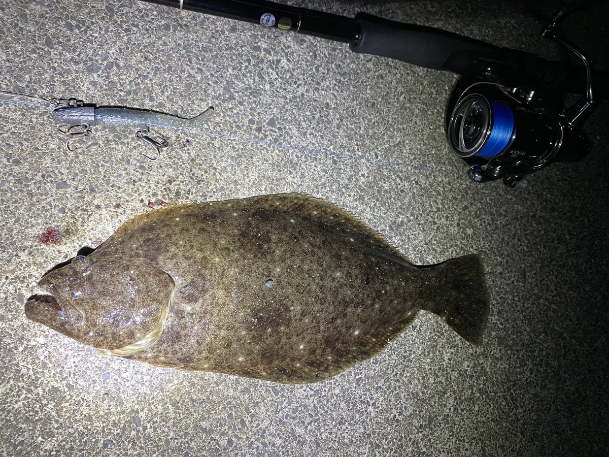 seabass_hirame's tweet photo. ヒラメ
#22ステラ3000MHG
#22STELLA3000MHG
#ヤマガブランクス
#YAMAGABlanks
#EarlyPlus96m
#ストライクヘッド18g
#アルカリシャッド https://t.co/J4dZGhCAl9