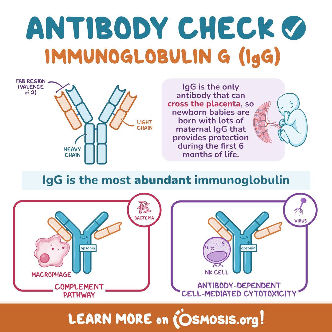 Igg Antibody Photos and Images & Pictures