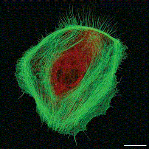 AFOSR's tweet photo. Researchers @CNRsocial_ and @UofMaryland showcase the nanoscale actin structure within primary #astrocytes in a #gallery of groundbreaking experimental images from @AdvSciNews: https://t.co/SmslOwgPf2. #AFRL #AFOSRBoldResearch #Biophysics #NeuralNetworks #ScienceinPictures #Art https://t.co/26U10DWBXQ