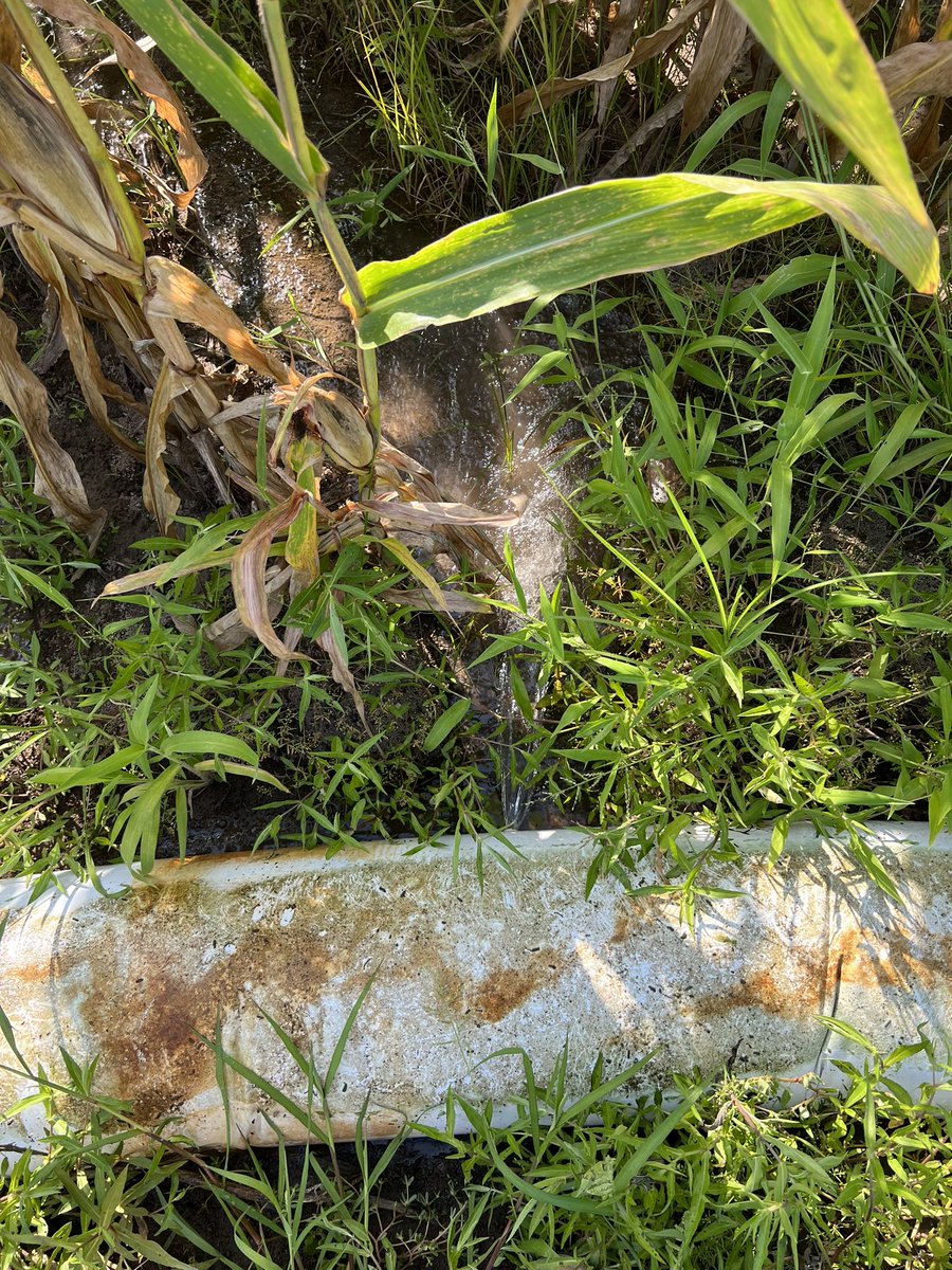 Richie Quigley (@richiequigley) on Twitter photo Super interesting time through the Mississippi Delta in Lousianna and Arkansas.
90% of irrigating done with βpoly pipeβ out of wells <a href="/nuffieldaust/">Nuffield Australia</a> <a href="/alexandradalts/">Alex Dalton</a> <a href="/BillyBrowning93/">Billy Browning</a>. Growers saying cotton needs to be $1 for it to compete with rice corn and beans. Super interesting time through the Mississippi Delta in Lousianna and Arkansas.
90% of irrigating done with βpoly pipeβ out of wells <a href="/nuffieldaust/">Nuffield Australia</a> <a href="/alexandradalts/">Alex Dalton</a> <a href="/BillyBrowning93/">Billy Browning</a>. Growers saying cotton needs to be $1 for it to compete with rice corn and beans.