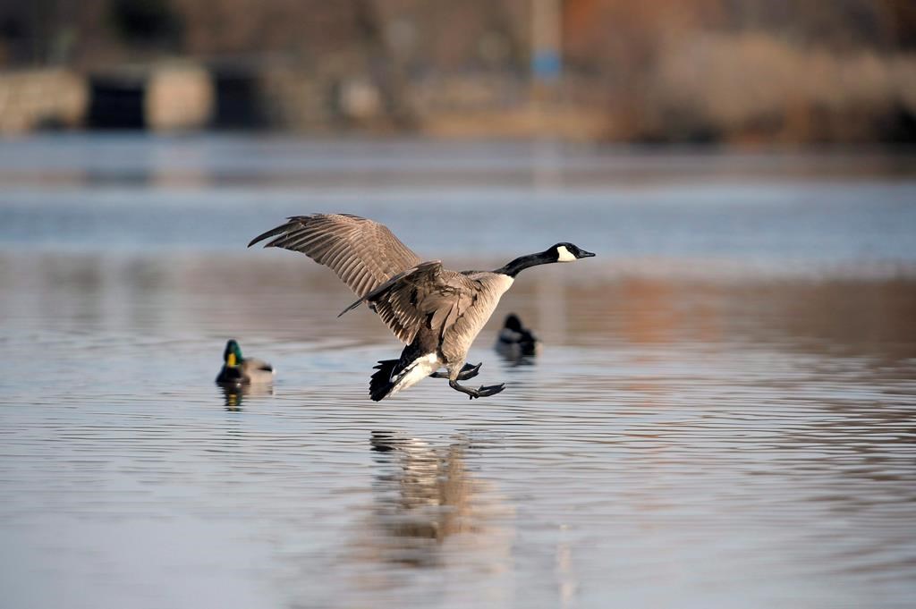 Environnement Canada demande à la population de signaler les oiseaux morts #environnement #oiseauxmorts #grippeaviaire bit.ly/3Dei5DJ