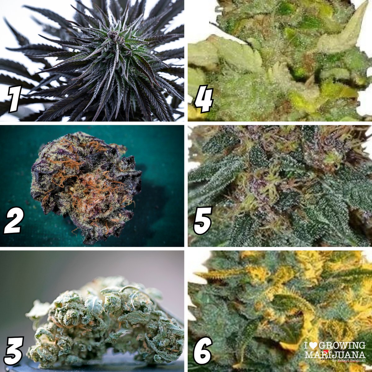 ILGMOfficial's tweet photo. Name that strain! Can you correctly identify these six strains of sativa? 🤔 🪴

Hints located here in our top 12 sativa strains to grow guide ➡️: https://t.co/V3XcuNNTjF

#Tweetus your answers! ⬇️ https://t.co/986C1xed2T