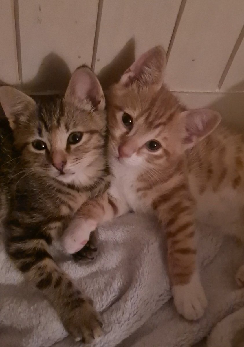 SamHearn17's tweet photo. @buitengebieden They look like mine when they were little 🥰 https://t.co/rvCyWpDuvw