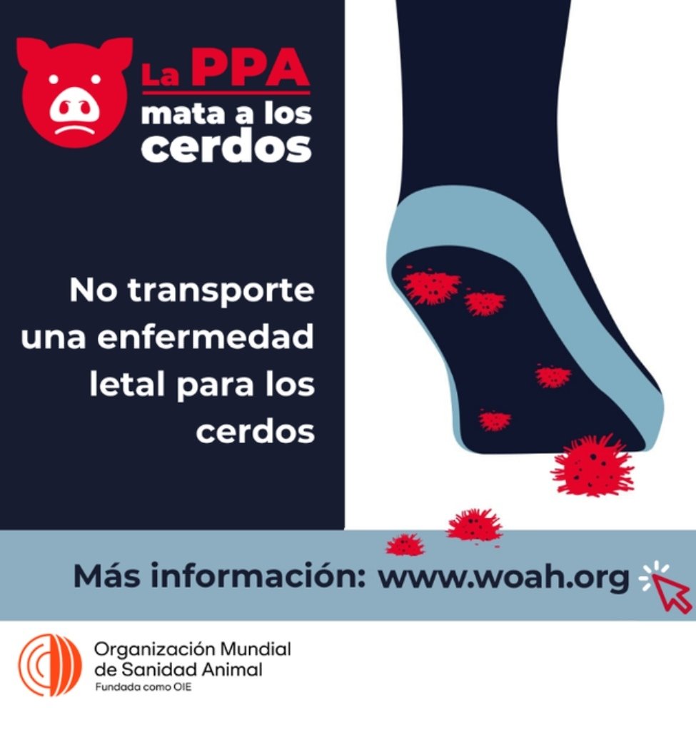 uvsaoc's tweet photo. Amigo #porcicultor ¿Viaja dentro o fuera del un país? 🚗✈️
Proteja su #producción 🐷 de la peste porcina africana #PPA

Chrca el artículo completo de la @WHO
https://t.co/IGhxhAMstg

#uvsa #uvsaoc #certificate #BPP #SRRC #pecuario #OneHealth #SanidadAnimal #saludanimal #porcinos https://t.co/bCRtyBMnjE