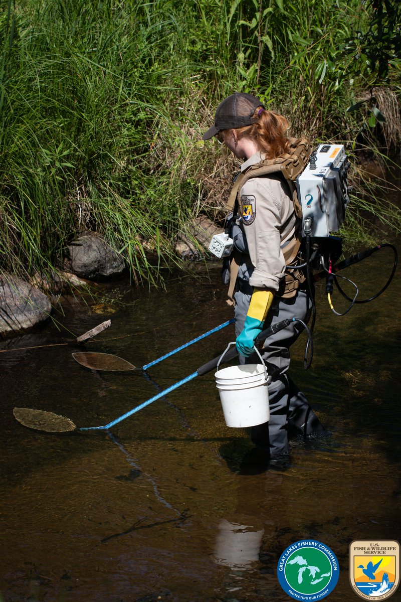 The @USFWSFisheries crew has been out collecting sea lamprey larvae using electrofishers. This critical work helps map sea lamprey distribution. Looking ahead, the Ludington control crew will be joined by <a href="/FishOceansCAN/">Fisheries and Oceans</a> for an extensive treatment, Aug 15-24. #ManisteeRiver