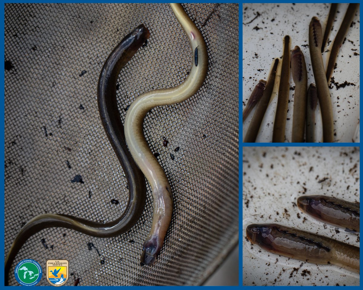 LampreyControl's tweet photo. The @USFWSFisheries crew has been out collecting sea lamprey larvae using electrofishers. This critical work helps map sea lamprey distribution. Looking ahead, the Ludington control crew will be joined by @FishOceansCAN for an extensive treatment, Aug 15-24. #ManisteeRiver https://t.co/wE82Le0uDp