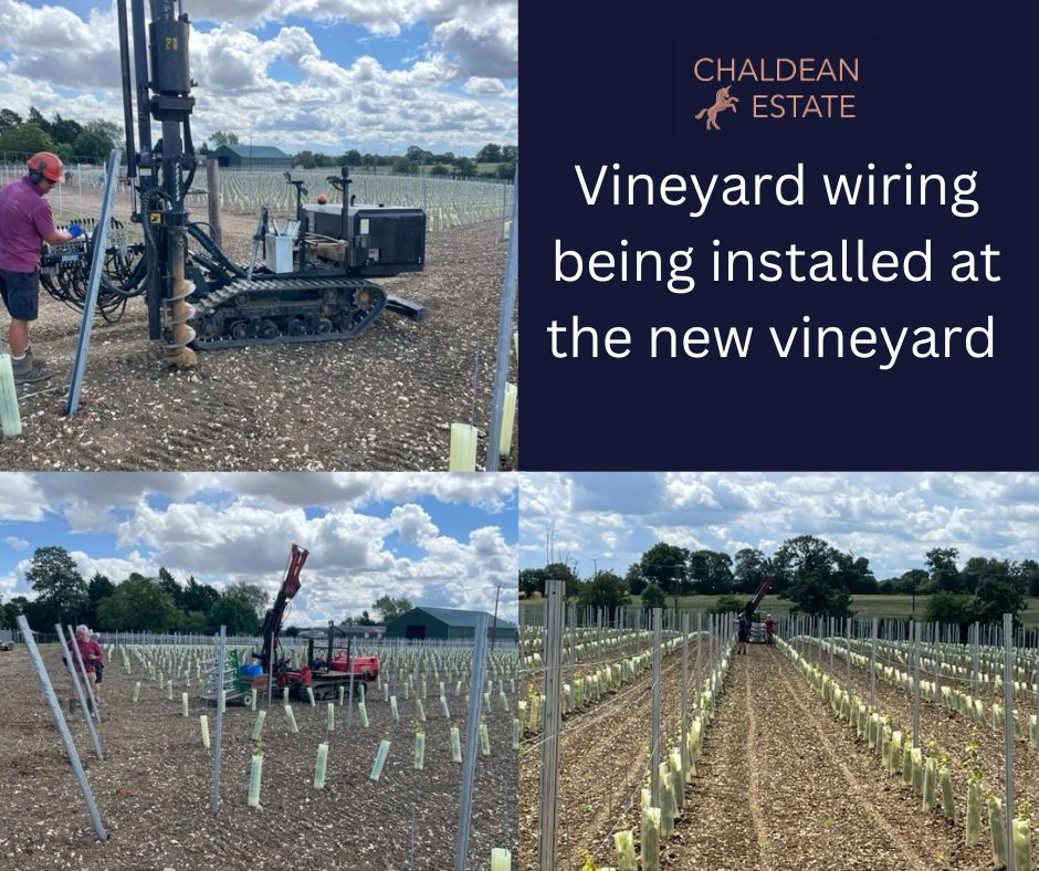 Wiring being installed at Chaldean Estate on the new vineyard

#chaldeanestate #vineyard #TomBuntingVineyardManagement #muchhadham