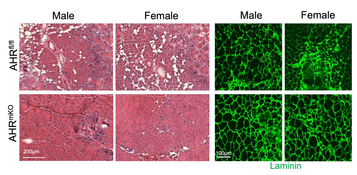 Circulation Research tweet media